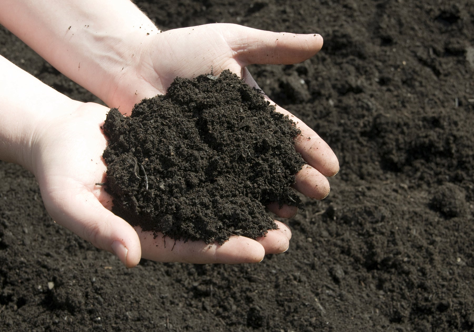 Seasonal Topsoil Insights: Elevating Plant Health in New Zealand Throughout the Year